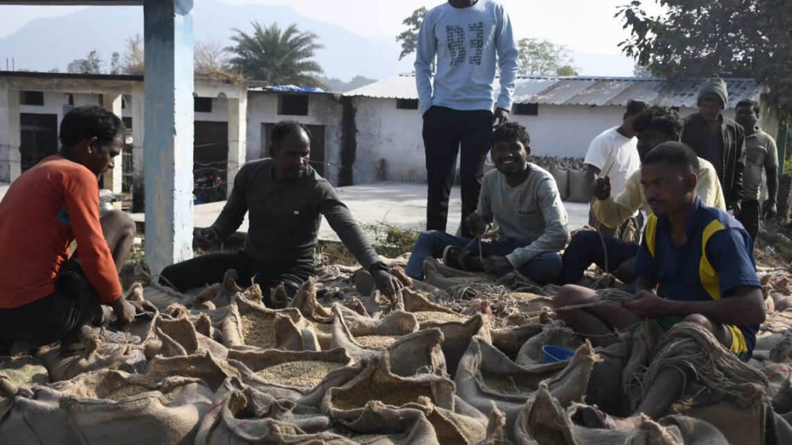 बलरामपुर जिले में अब तक 1557.20 क्विंटल धान की खरीदी