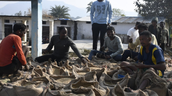 बलरामपुर जिले में अब तक 1557.20 क्विंटल धान की खरीदी