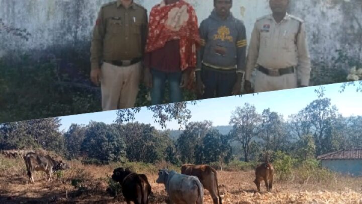गौ तस्करी के खिलाफ जशपुर पुलिस की कार्यवाही, फिर छुड़ाया 05 नग गौ वंशों को तस्करों के चंगुल से, दो आरोपी गिरफ्तार भेजा जेल