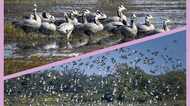 छत्तीसगढ़ का पहला रामसर साइट बना कोपरा जलाशय वन एवं जलवायु परिवर्तन मंत्री श्री केदार कश्यप ने प्रदेशवासियों को दी बधाई