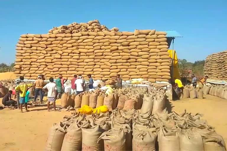 बलरामपुर जिले में अब तक 1206976.80 क्विंटल धान की खरीदी