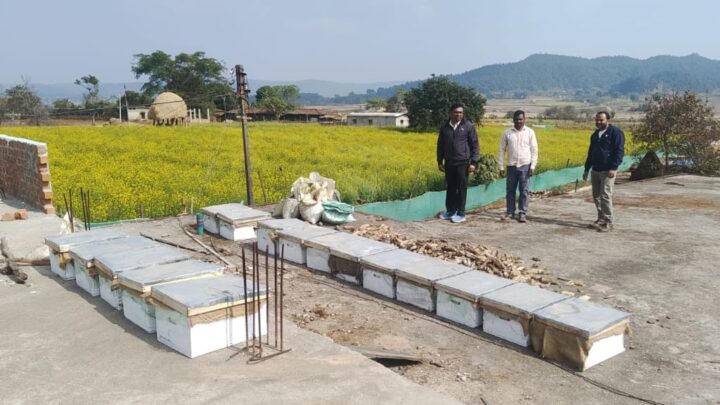 राष्ट्रीय बागवानी मिशन एवं राज्य योजना अंतर्गत मधुमक्खी पालन से लाभान्वित हो रहे किसान