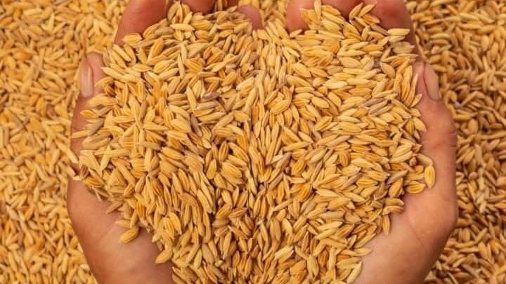 धान खरीदी की अव्यवस्था के खिलाफ 16 जनवरी को सभी जिला मुख्यालयों में “आंदोलन