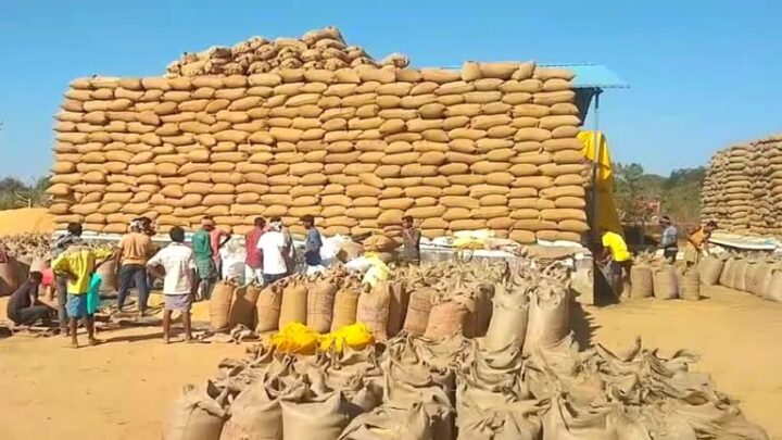 बलरामपुर जिले में अब तक 1953318.80 क्विंटल धान की खरीदी