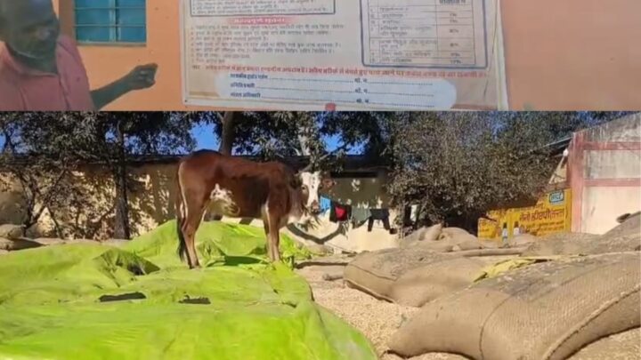 मवेशियों का चारागाह बना बसदेेई धान खरीदी केन्द्र   समिति प्रबंधक ने अपने भाई को सौंपा नाप तौल एवं खरीदी की जिम्मेदारी