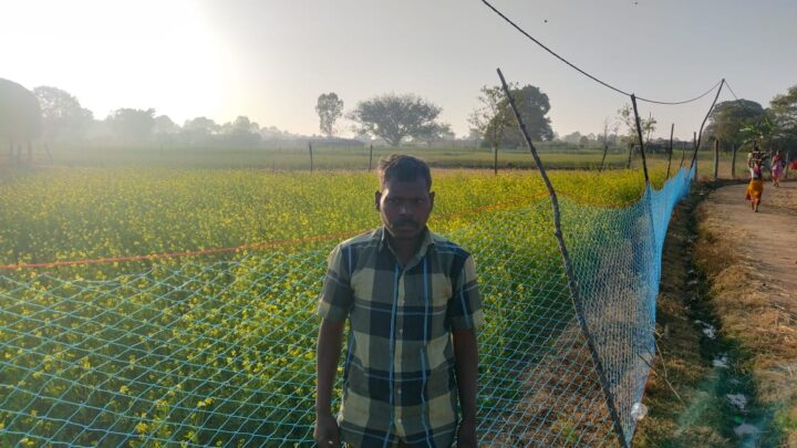 कृषक बलदेव राजवाड़े को प्रधानमंत्री धन धान्य कृषि योजना का मिला लाभ सरसों की अच्छी खेती से किसान हुआ खुश