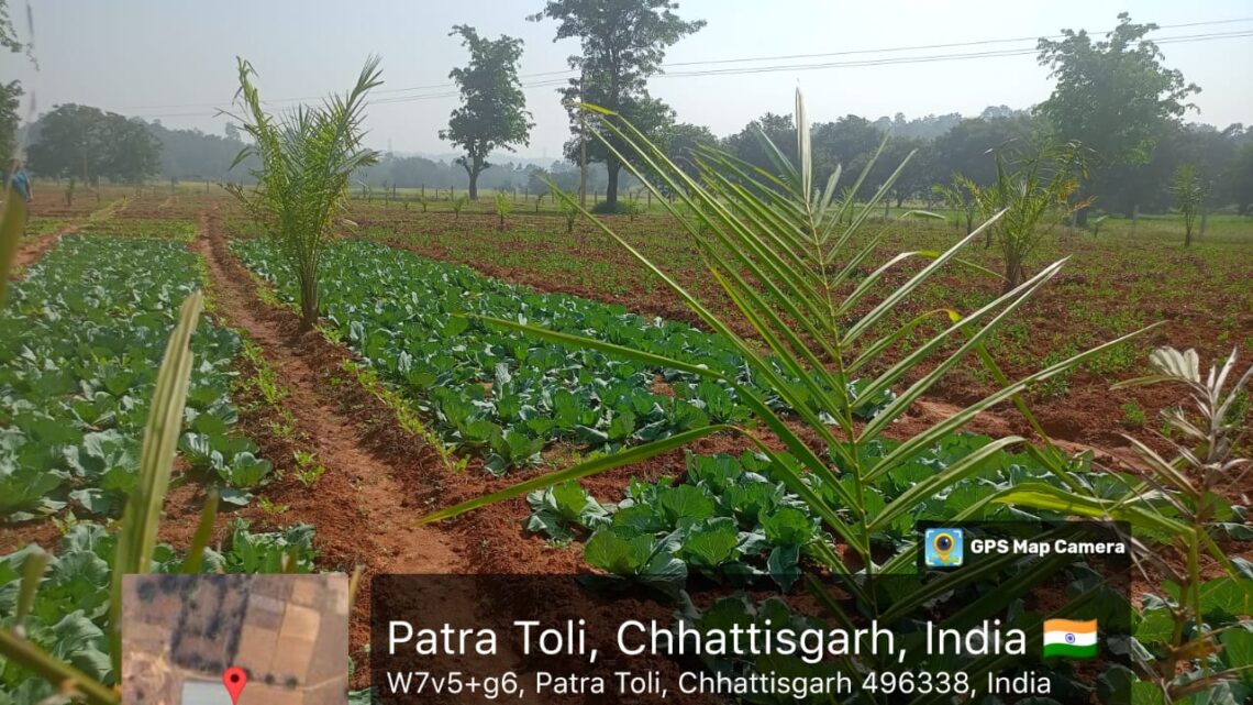 जिले में 74 हे. का आयल पाम पौध रोपण की खेती के लिए दिया जाएगा अतिरिक्त अनुदान