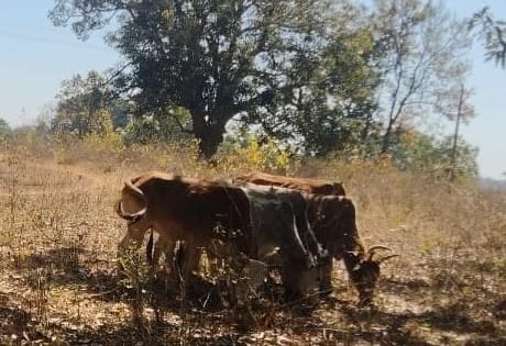 जशपुर पुलिस ने फिर छुड़ाया,07 नग गौ वंशों को तस्करों के चंगुल से