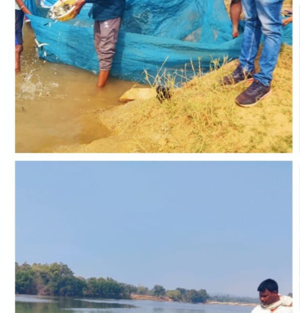 मछली पालन विभाग द्वारा विभिन्न एनीकट्स में मत्स्य बीज का संचयन मत्स्य बीज संचयन से स्वरोजगार और पोषण को मिलेगा बढ़ावा