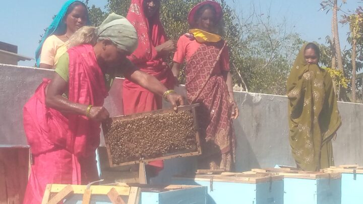स्व सहायता समूह मधुमक्खी पालन से  कर रहे अच्छी आमदनी