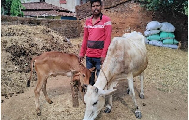 राज्य पोषित डेयरी उद्यमिता विकास योजना से सुखसागर आर्थिक रूप से हुआ मजबूत योजना से 70 हजार के अनुदान का लाभ लेकर उन्नत नस्ल की जर्सी एवं साहीवाल क्रास गाय खरीदा 16 से 18 लीटर तक हो रहा दूध उत्पादन, सुख सागर को माह में 30 हजार रुपए तक हो जाता है आमदनी