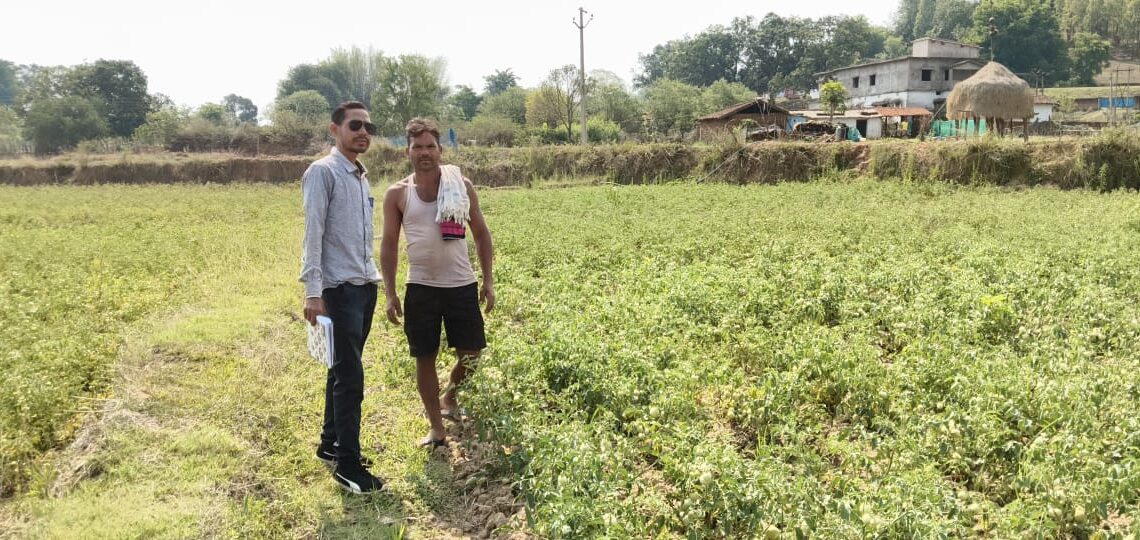 राष्ट्रीय बागवानी मिशन योजना का किसानों को  मिल रहा लाभ उन्नत विधि अपना कर टमाटर की खेती से भी किसानों को हो रहा मुनाफा