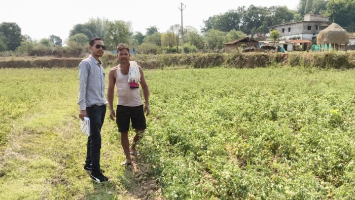 राष्ट्रीय बागवानी मिशन योजना का किसानों को  मिल रहा लाभ उन्नत विधि अपना कर टमाटर की खेती से भी किसानों को हो रहा मुनाफा