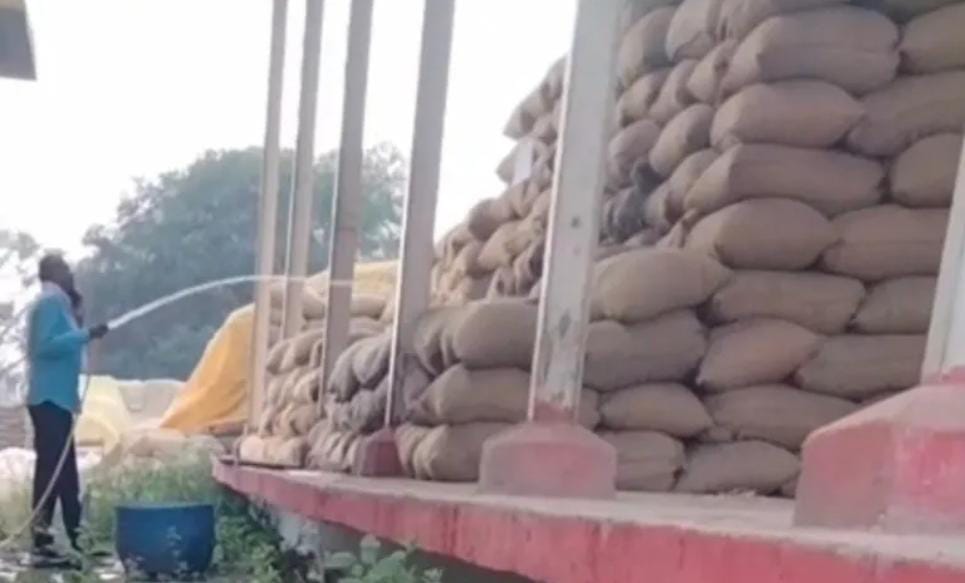 वीडियो वायरल ; धान खरीदी केंद्र में घोटाले का खेल! बोरियों में पाइप से डाला जा रहा था पानी, ग्रामीणों ने रंगे हाथ पकड़ा